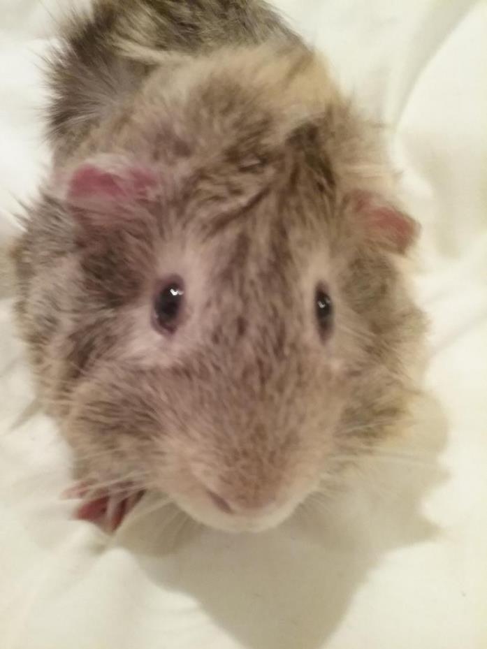 Adopt Shaggy a Brown or Chocolate Guinea Pig (long coat) small animal in