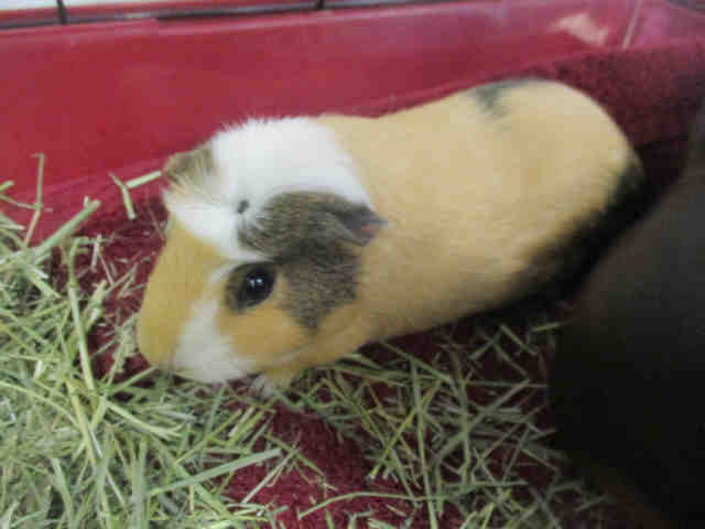 Adopt BUTTERSCOTCH a Guinea Pig