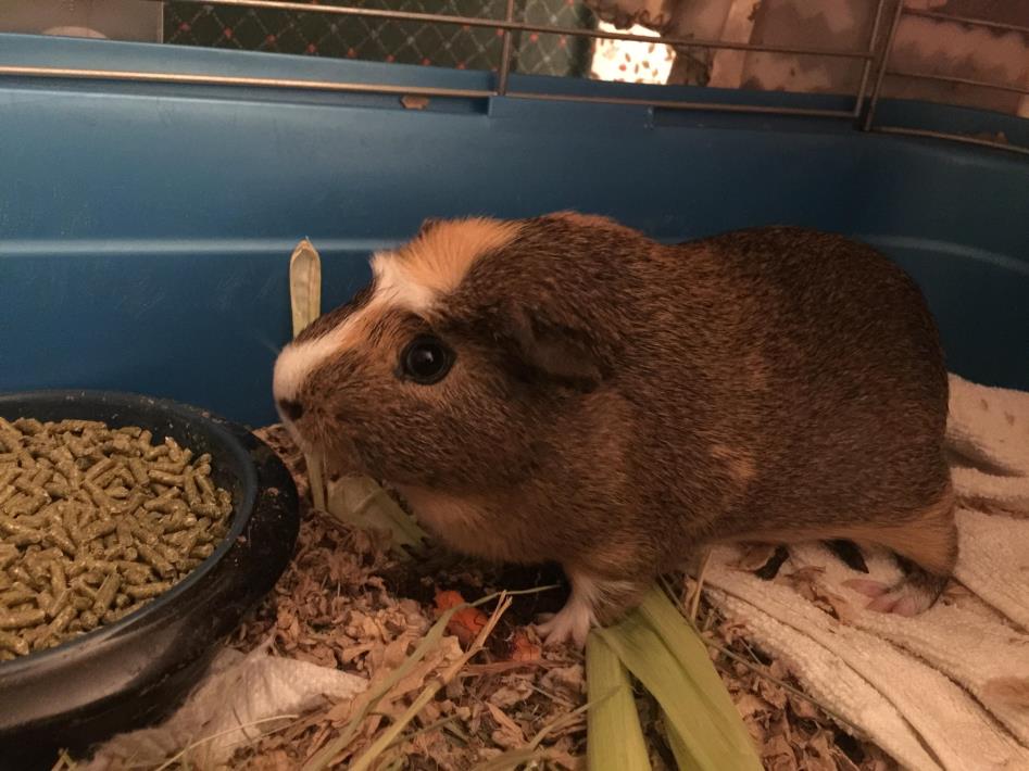 Adopt Chumley a Guinea Pig