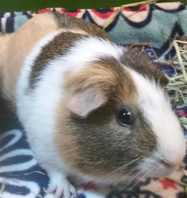 Adopt Nugget a Guinea Pig small animal in Sheboygan, WI (24651527)