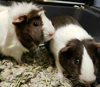Adopt Faith a Brown or Chocolate Guinea Pig / Guinea Pig / Mixed small animal in