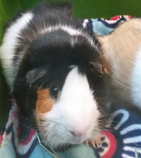 Adopt Ty a Guinea Pig small animal in Sheboygan, WI (24651525)