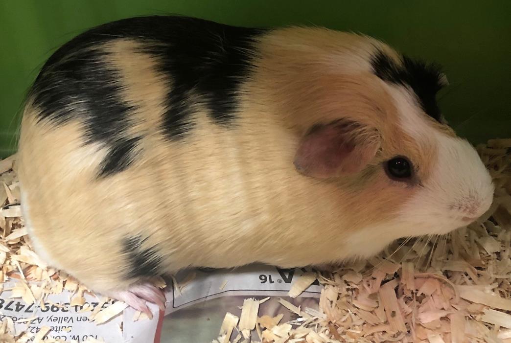 Adopt Cheese a Guinea Pig small animal in Tucson, AZ (24692876)