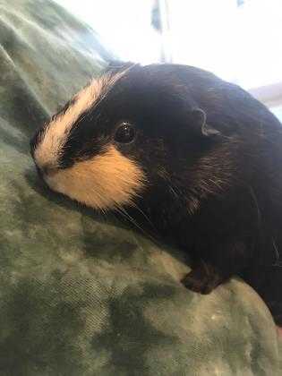Adopt Kynni-poo a Black Guinea Pig / Guinea Pig / Mixed small animal in Palm