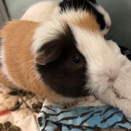 Adopt Patches a Brown or Chocolate Guinea Pig / Guinea Pig / Mixed small animal
