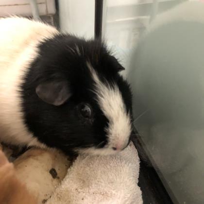 Adopt Kibble a Black Guinea Pig / Guinea Pig / Mixed small animal in Menands
