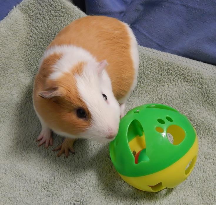 Adopt Orville a Guinea Pig