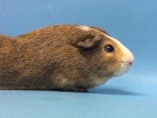 Adopt Charlie a White Guinea Pig / Mixed small animal in Golden Valley