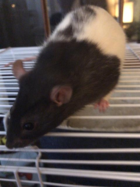 Adopt Grant a Rat