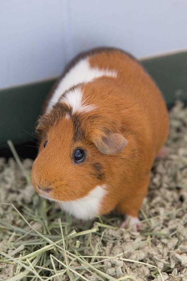 Adopt BABY a Brown or Chocolate Guinea Pig / Mixed small animal in Waterford