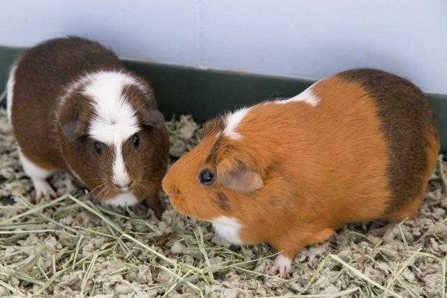 Adopt GIRL a Brown or Chocolate Guinea Pig / Mixed small animal in Waterford