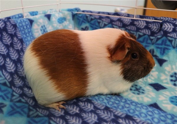 Adopt Beatrice a Guinea Pig small animal in Sioux City, IA (24175965)