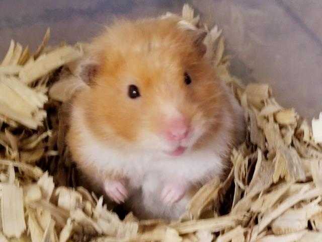 Adopt MARSHMELLOW a Tan or Beige Hamster / Mixed small animal in Camarillo