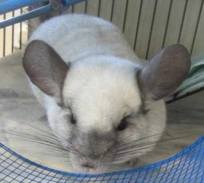 Adopt Charles a Silver or Gray Chinchilla / Chinchilla / Mixed small animal in
