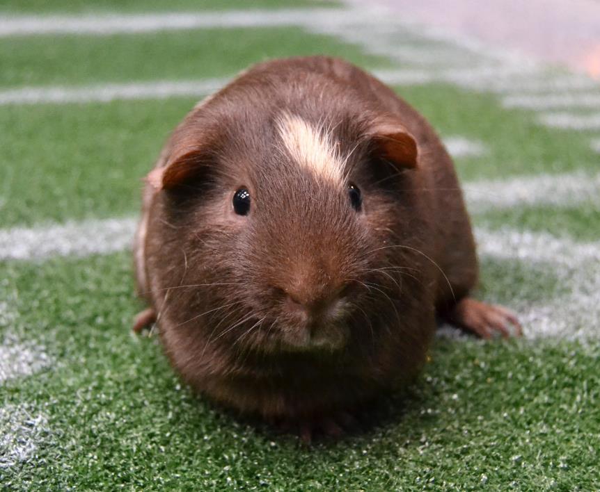 Adopt Mr. Snuggles a Brown or Chocolate Guinea Pig (short coat) small animal in