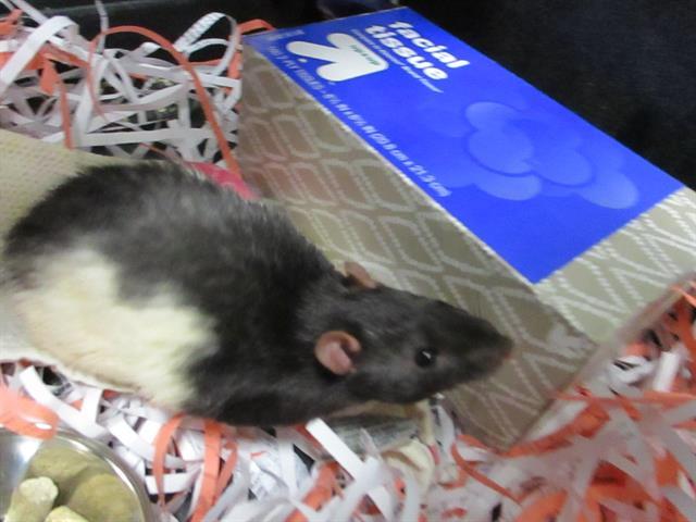 Adopt BILBO a Rat