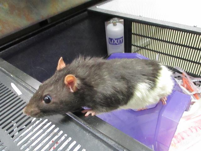 Adopt SHIRLOCK a Rat