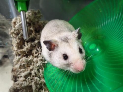 Adopt TWISTI a Hamster (medium coat) small animal in Fairbanks, AK (24168106)