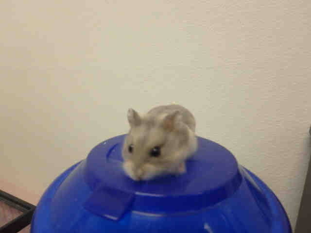 Adopt BRET a Silver or Gray Hamster / Mixed small animal in Van Nuys