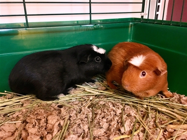 Adopt Mushu a Guinea Pig