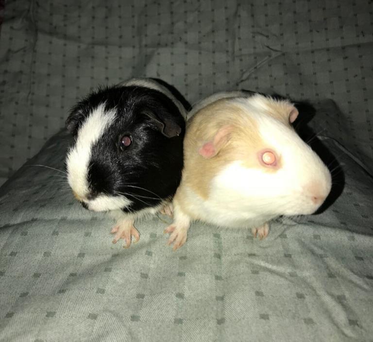Adopt Poptart and Gremlin a Guinea Pig, Short-Haired