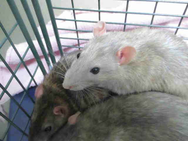 Adopt SNAP a Rat