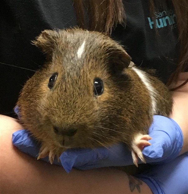 Adopt Nibbles a Guinea Pig small animal in Escondido, CA (24660093)