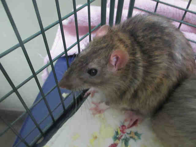 Adopt POP a Rat