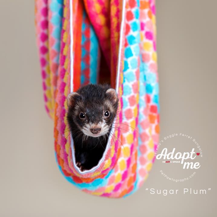 Adopt Sugar Plum a Ferret