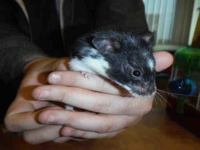 Adopt BELLA a Black Hamster / Mixed small animal in San Jose, CA (24709382)
