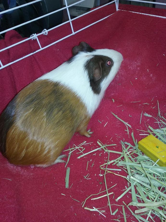 Adopt LOLA a Yellow Guinea Pig (short coat) small animal in Olivet