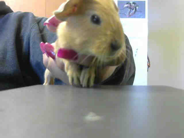 Adopt GINGER a Tan or Beige Guinea Pig / Mixed small animal in Sacramento