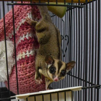 Adopt Melon a Brown or Chocolate Sugar Glider / Mixed small animal in Largo