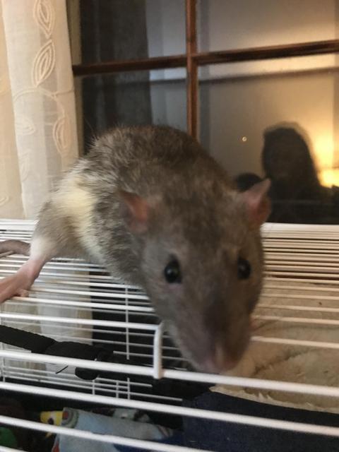 Adopt Carter a Rat