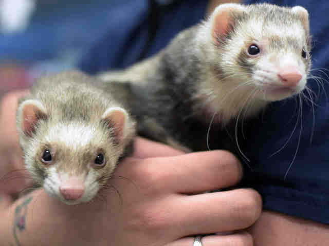 Adopt GINGER a Sable Ferret / Mixed small animal in Anchorage, AK (24673457)