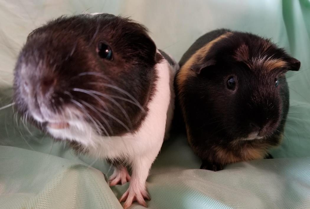 Adopt Nina and Luna a Guinea Pig