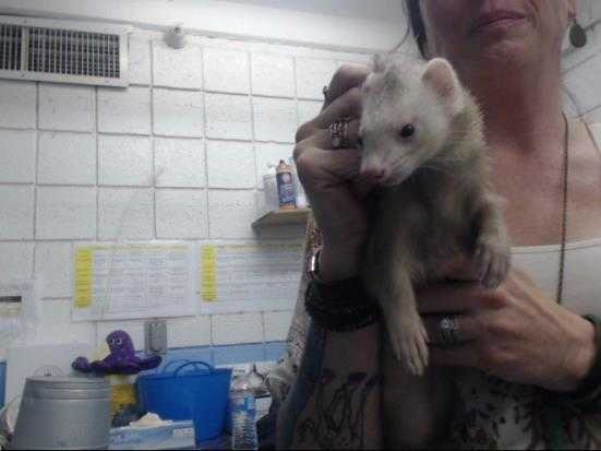 Adopt JUNO a Cream Ferret / Mixed small animal in Albuquerque, NM (24859582)