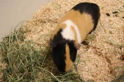 Adopt Chris Jericho a Orange Guinea Pig / Guinea Pig / Mixed small animal in
