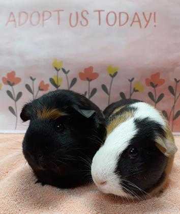 Adopt Inky a Black Guinea Pig / Guinea Pig / Mixed (short coat) small animal in