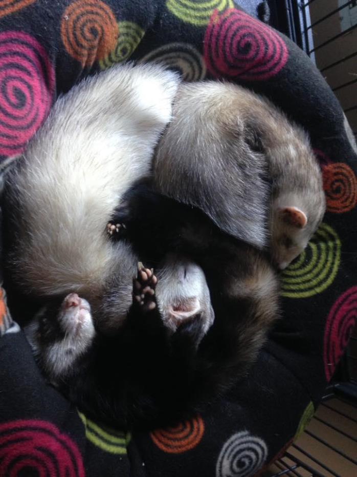 Adopt Mayonnaise, Theo & Barnaby foster or adopt a Ferret