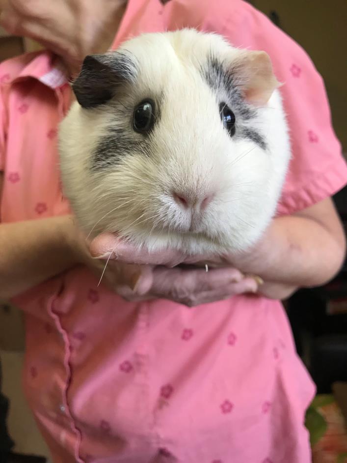 Adopt Margalo a White Guinea Pig (short coat) small animal in Oneonta