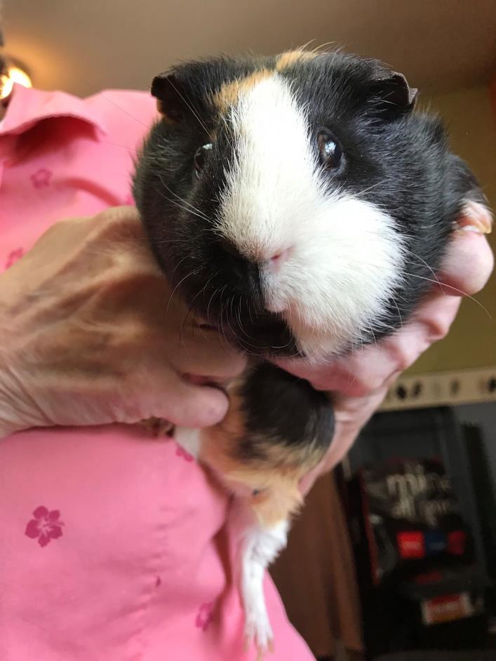 Adopt Dixie a Calico Guinea Pig (short coat) small animal in Oneonta