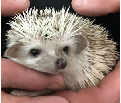 Hedgehog babys USDA and Heath Guaranteed Held Daily