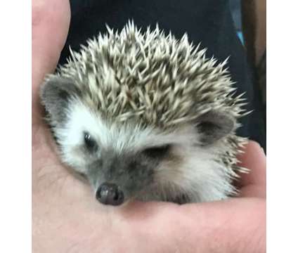 Hedgehog babys USDA and Heath Guaranteed Held Daily