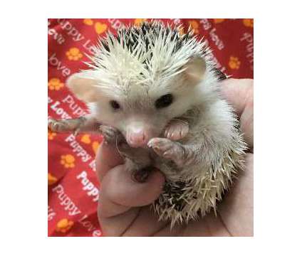 Hedgehog babys USDA and Heath Guaranteed Held Daily