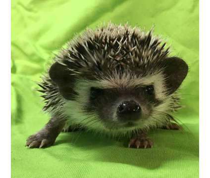 Hedgehog babys USDA and Heath Guaranteed Held Daily