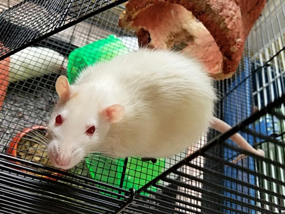 Adopt Rat a Rat