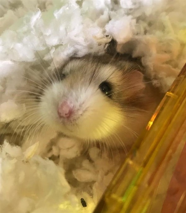 Adopt Mogambo a Hamster small animal in Pittsburgh, PA (24858787)