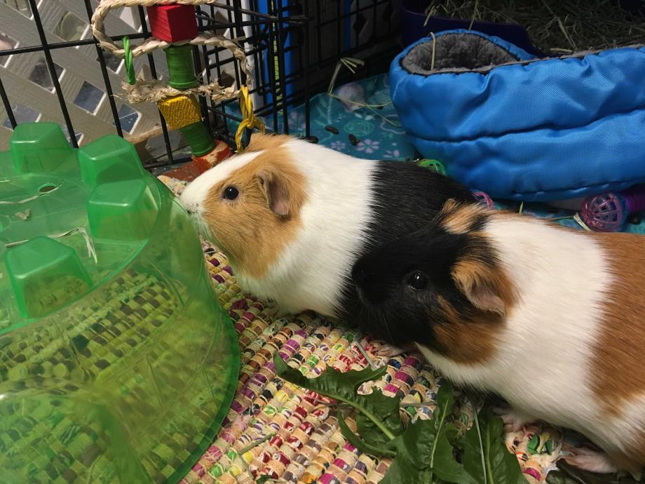 Adopt Snickers & Doodle a Multi Guinea Pig (short coat) small animal in