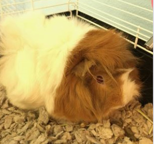 Adopt PENEPOLE a Guinea Pig